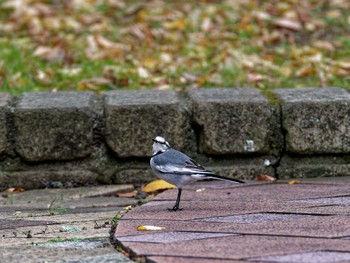 White Wagtail 横浜市立金沢自然公園 Tue, 10/25/2022