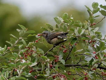 Brown-eared Bulbul 横浜市立金沢自然公園 Tue, 10/25/2022