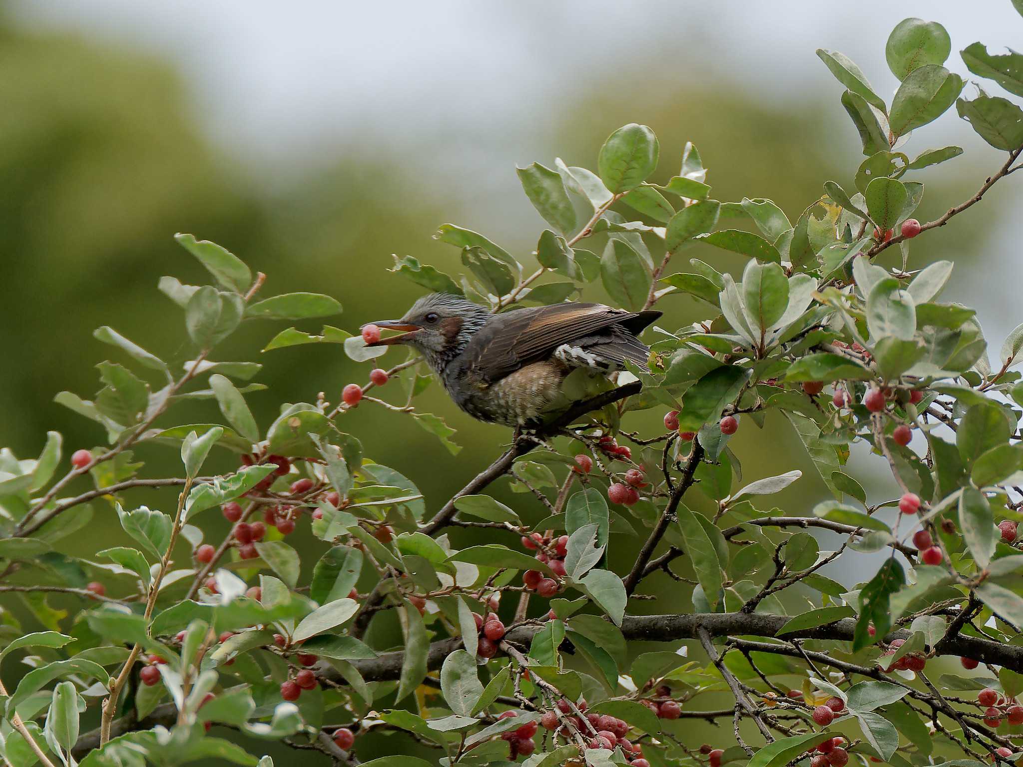 Photo of Brown-eared Bulbul at 横浜市立金沢自然公園 by しおまつ