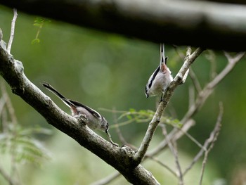 Long-tailed Tit 横浜市立金沢自然公園 Tue, 10/25/2022