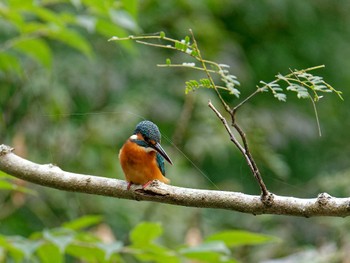 Common Kingfisher 横浜市立金沢自然公園 Tue, 10/25/2022