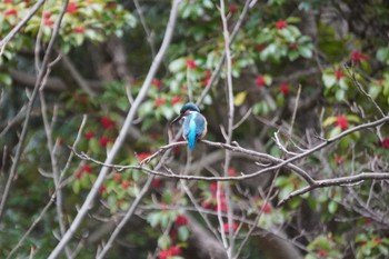 2022年2月19日(土) 大阪府の野鳥観察記録