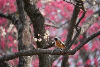 Daurian Redstart 大阪府 Wed, 2/23/2022