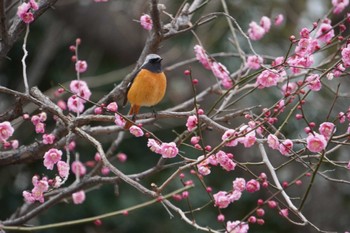 Daurian Redstart 大阪府 Wed, 2/23/2022