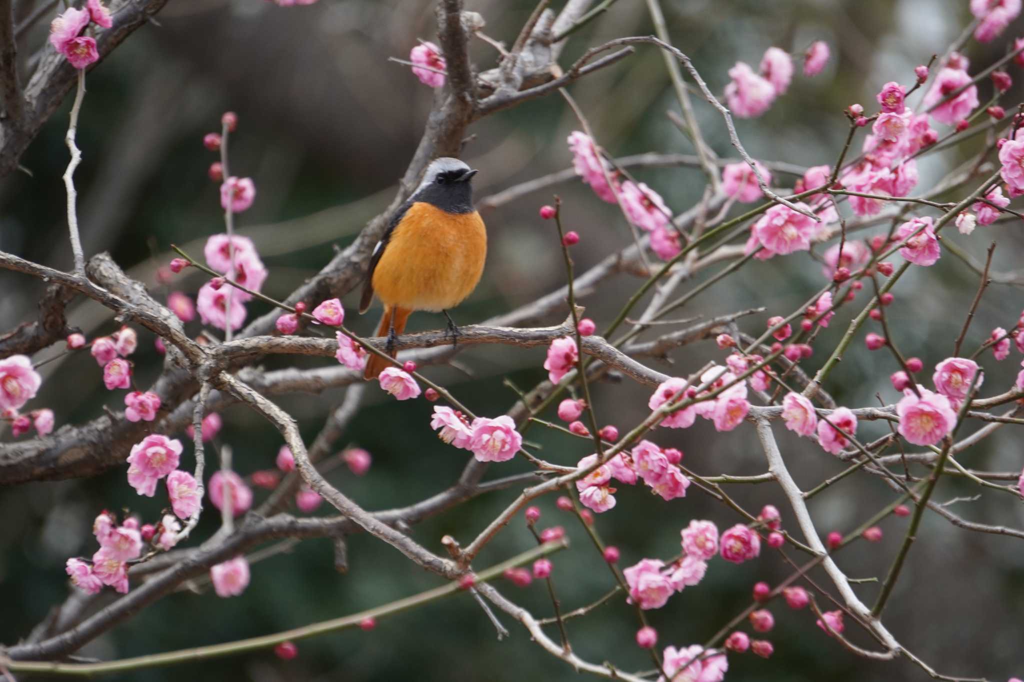 Daurian Redstart