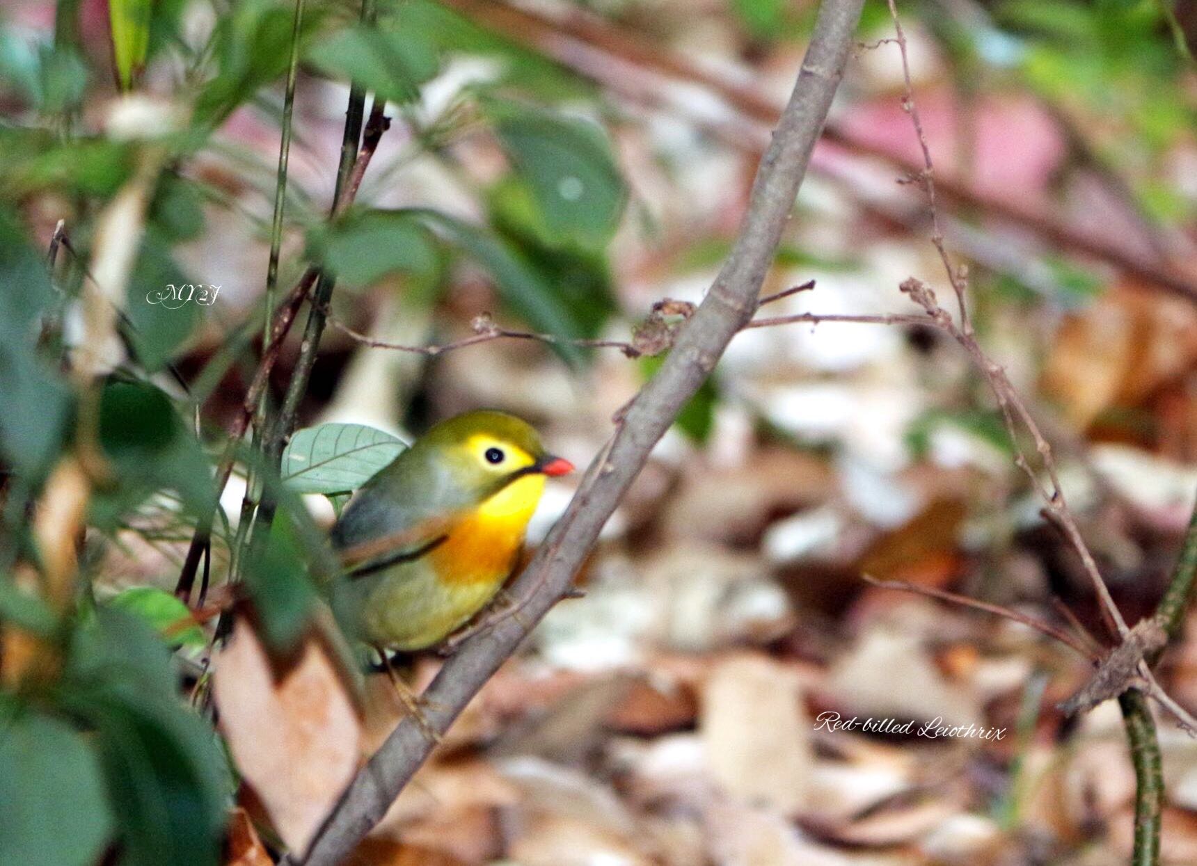  ソウシチョウの写真 by Haru Tukasa