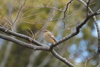 Daurian Redstart 大阪府 Wed, 2/23/2022