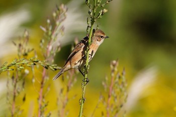 Amur Stonechat 恩智川治水緑地 Tue, 10/25/2022