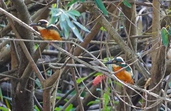 Common Kingfisher 恩智川治水緑地 Tue, 10/25/2022