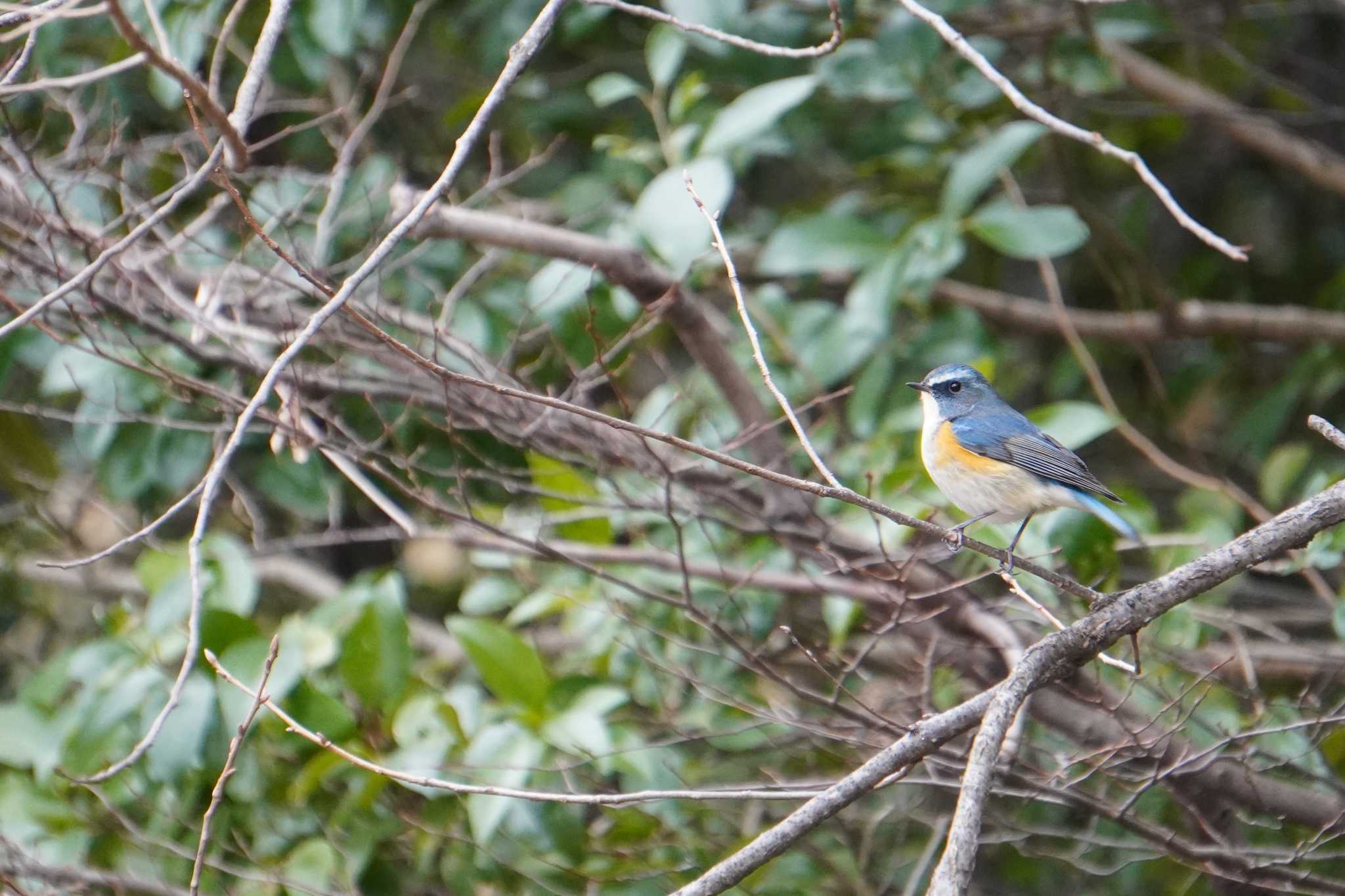 Red-flanked Bluetail