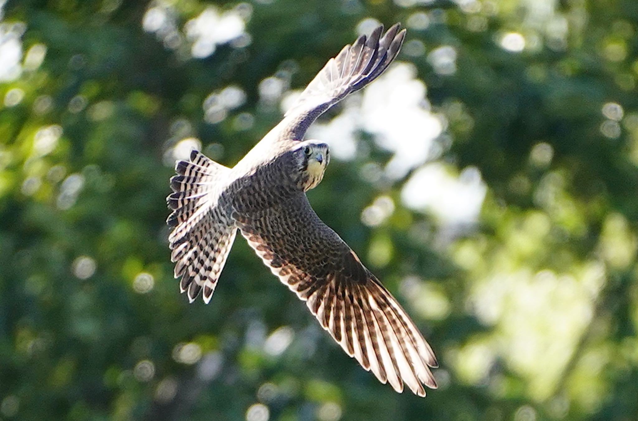 Photo of Common Kestrel at 恩智川治水緑地 by アルキュオン