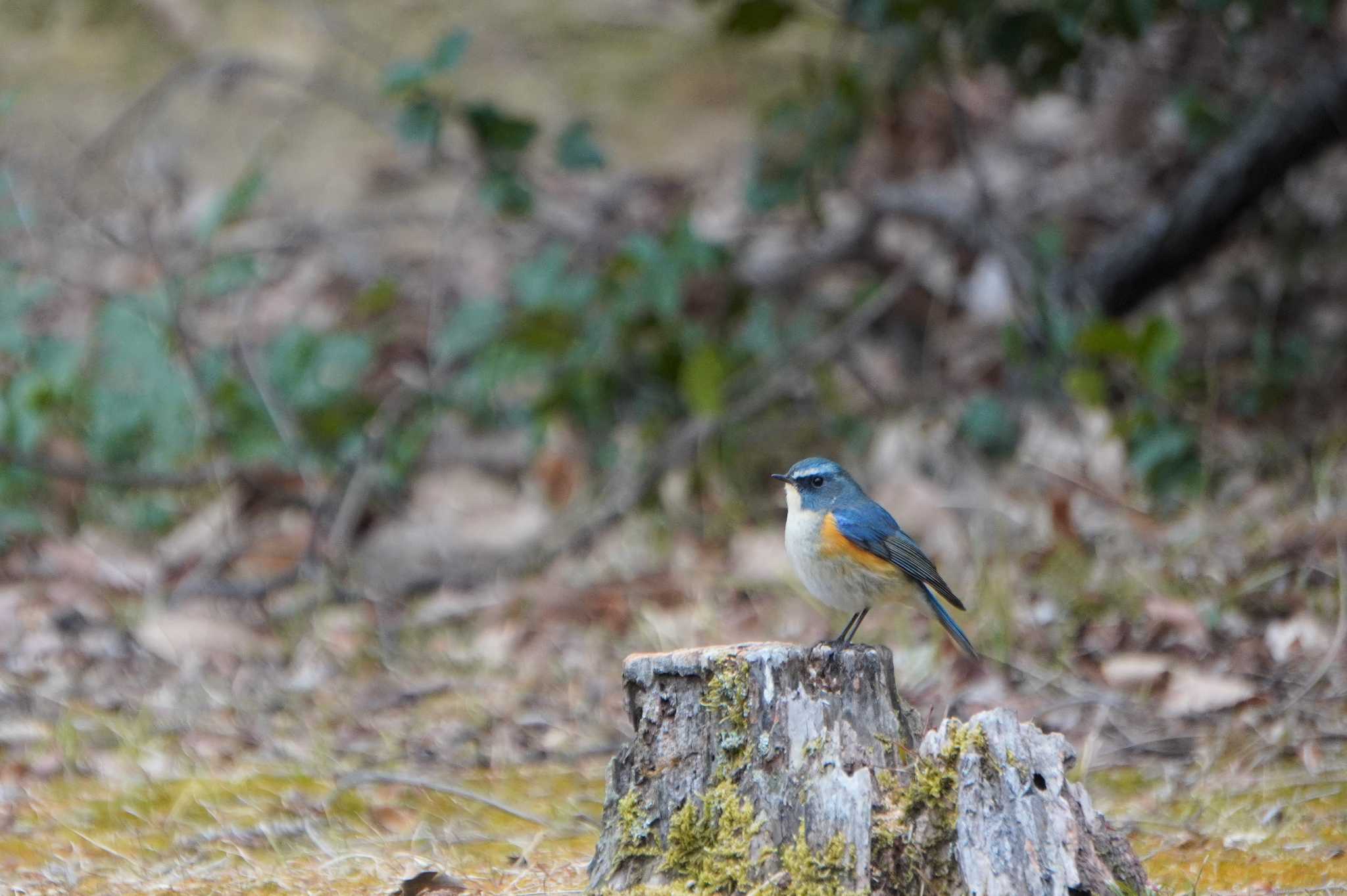 Red-flanked Bluetail