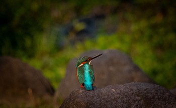 Common Kingfisher 静岡県 Sun, 10/23/2022