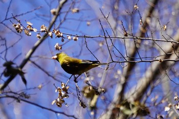 Grey-capped Greenfinch 大阪府 Sat, 2/26/2022