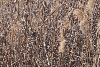 Common Kingfisher 大阪府 Sat, 2/26/2022