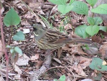 Masked Bunting Unknown Spots Tue, 4/19/2022