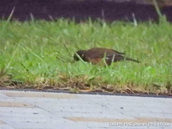 Izu Thrush Hachijojima Island Sat, 8/6/2022