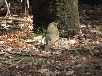 Brown-headed Thrush(orii) Unknown Spots Wed, 3/23/2022