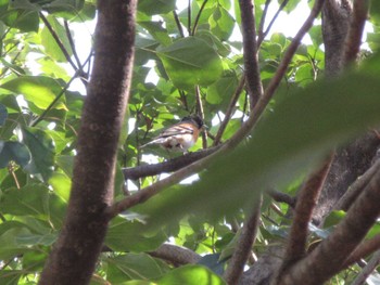 Brambling Unknown Spots Sat, 3/12/2022