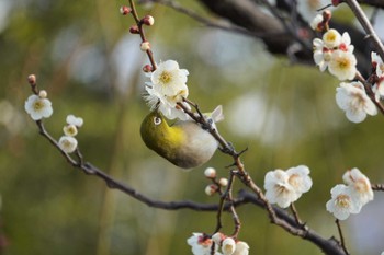 Warbling White-eye Osaka castle park Sat, 3/5/2022