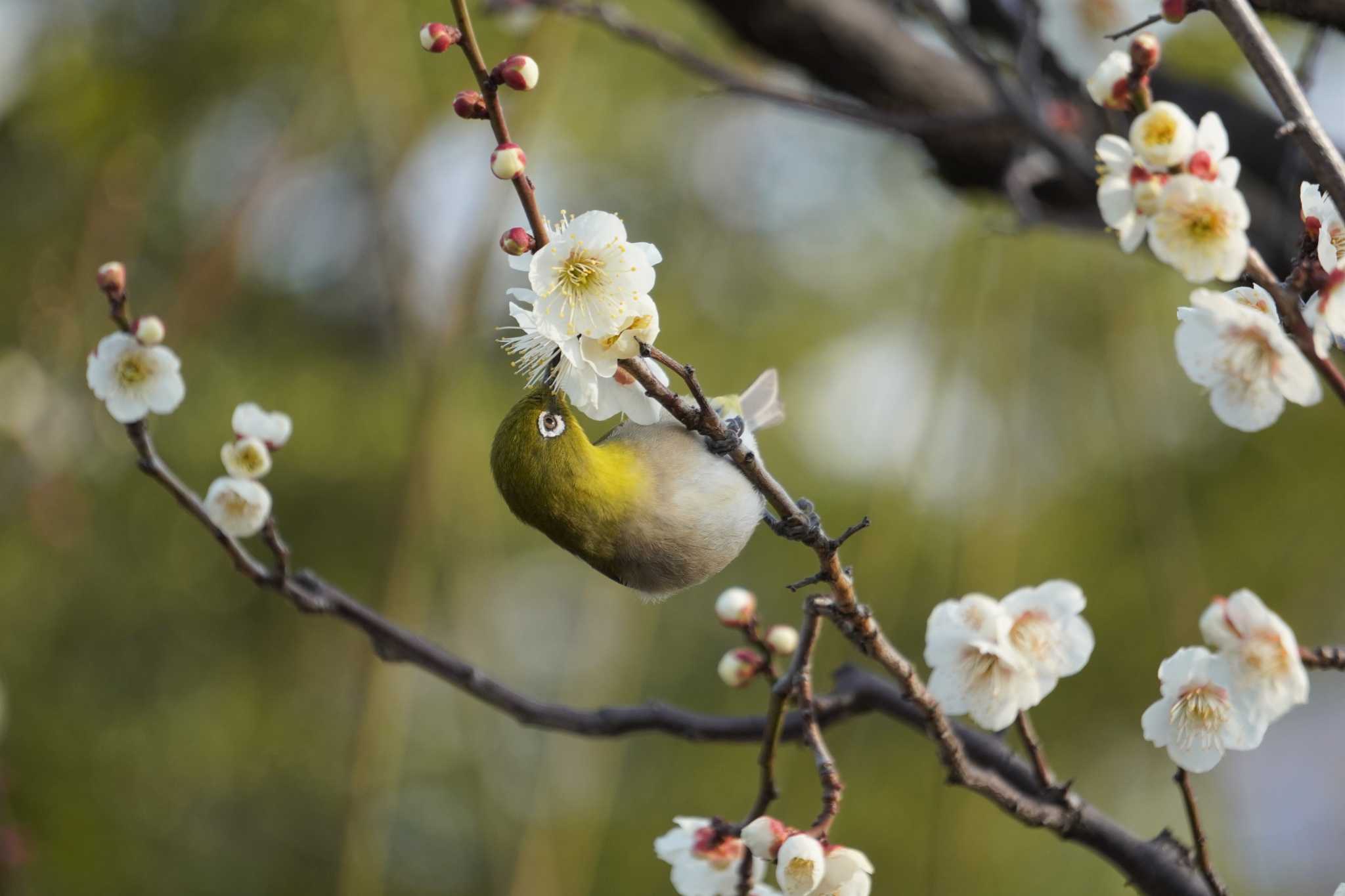 Photo of Warbling White-eye at Osaka castle park by jasmine