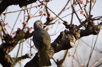 Brown-eared Bulbul Osaka castle park Sat, 3/5/2022