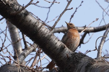 Naumann's Thrush Osaka castle park Sat, 3/5/2022