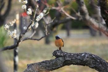 ジョウビタキ 大阪城公園 2022年3月5日(土)