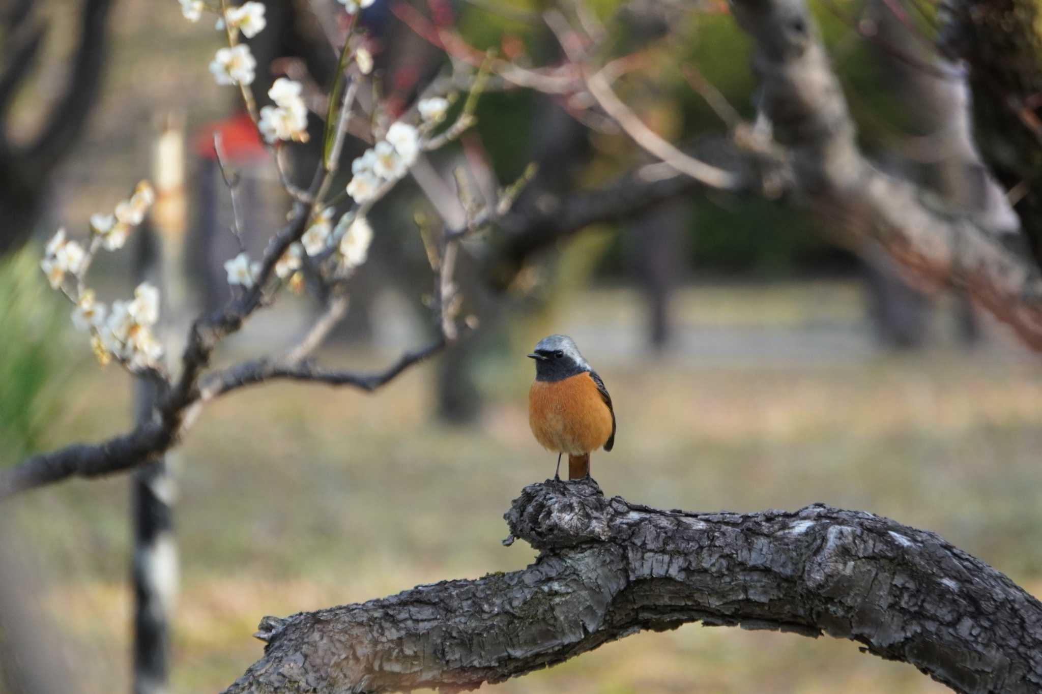 Photo of Daurian Redstart at Osaka castle park by jasmine