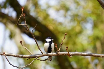 シジュウカラ 大阪城公園 2022年3月5日(土)