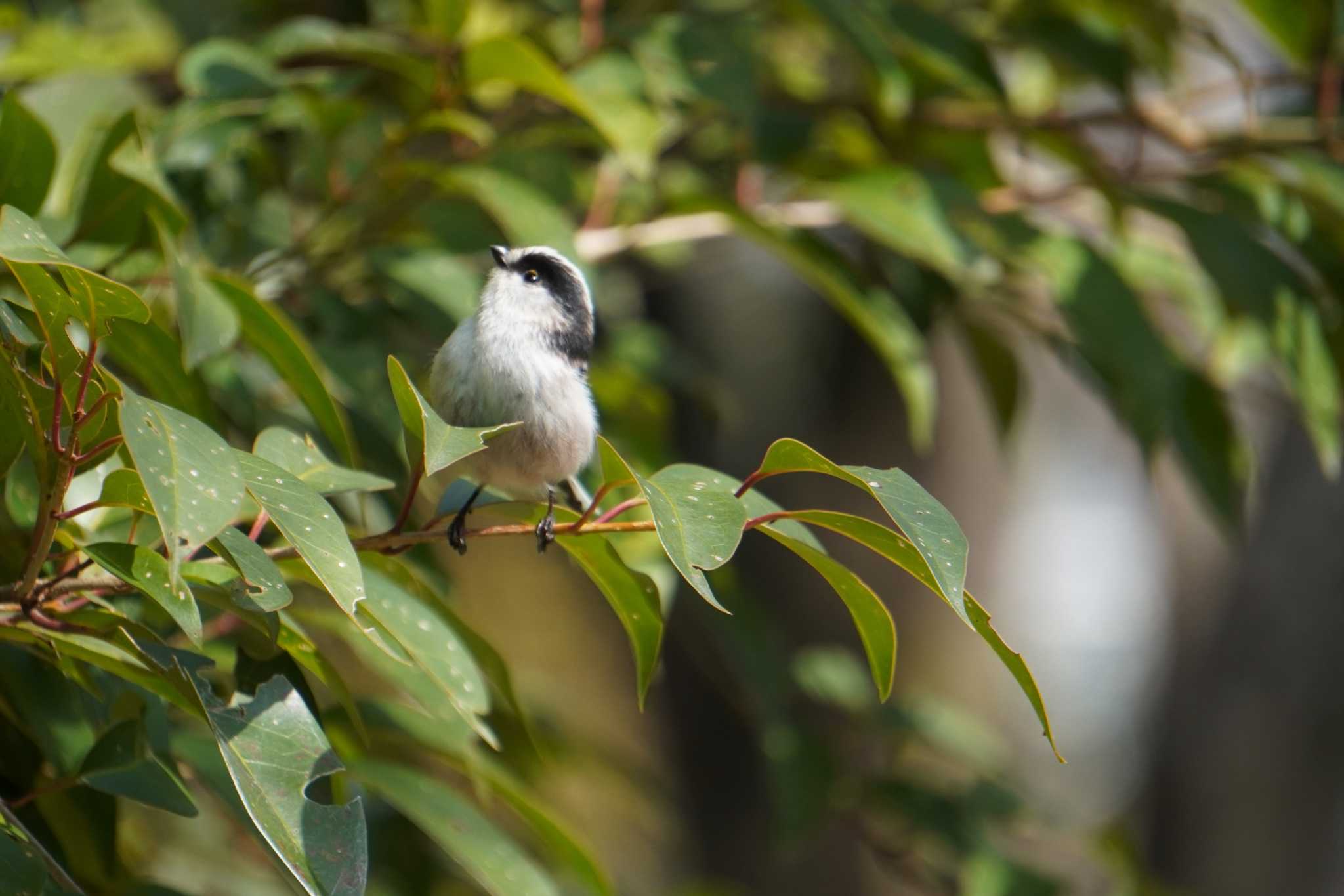 Photo of Long-tailed Tit at Osaka castle park by jasmine