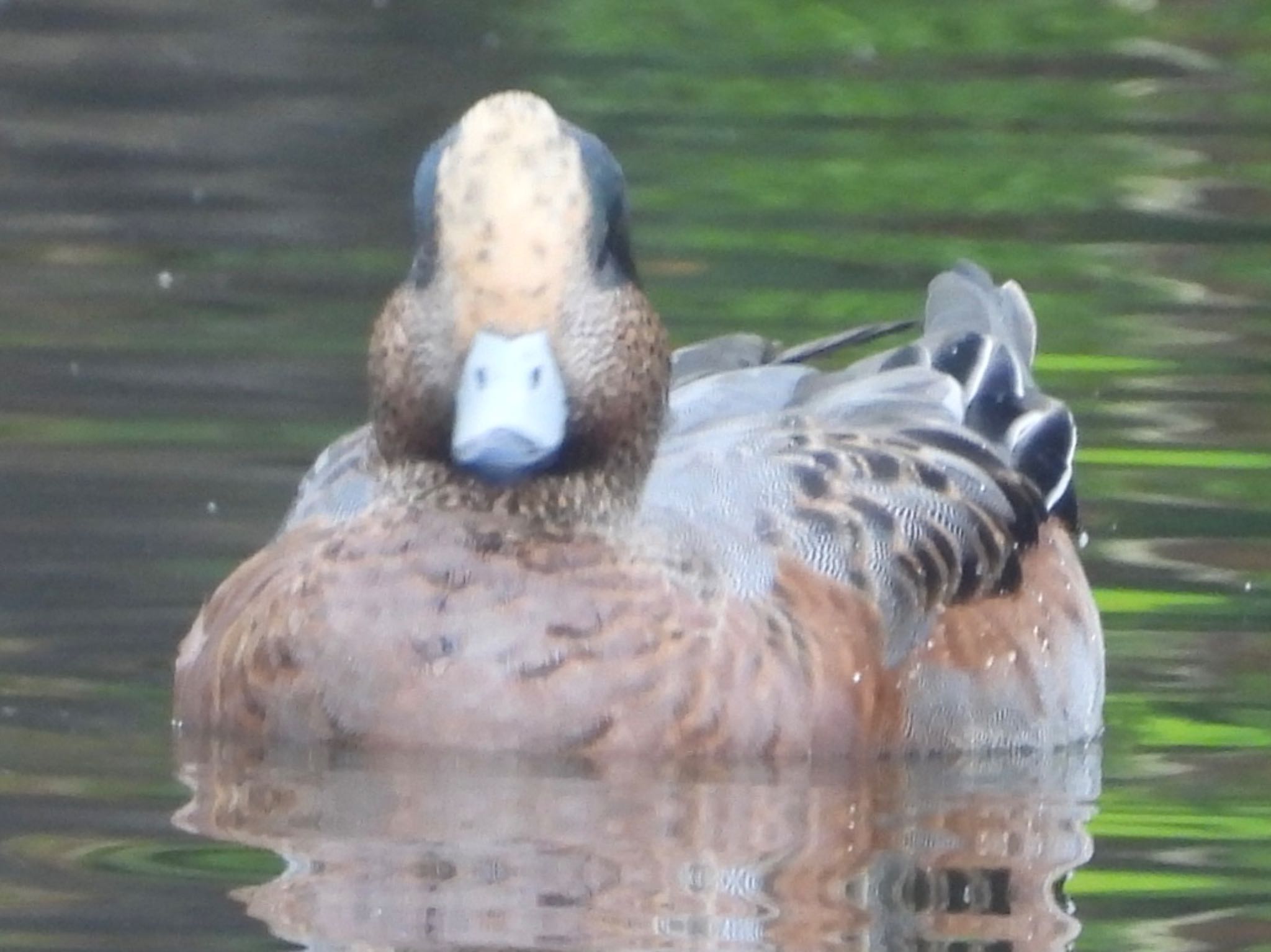 北の丸公園 ヒドリガモの写真 by ツピ太郎