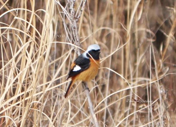 Photo of Daurian Redstart at 岩崎新池 by Haru Tukasa