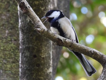 2022年10月23日(日) 北の丸公園の野鳥観察記録