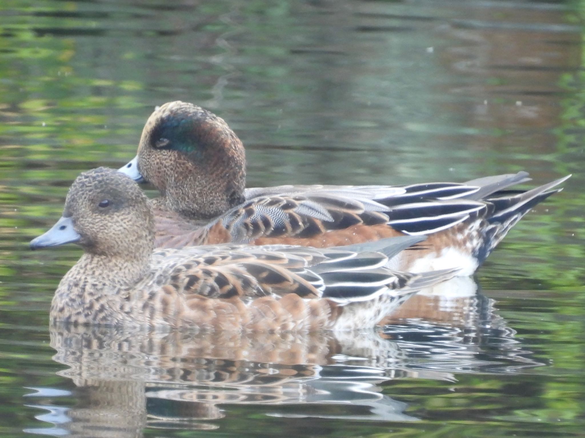 北の丸公園 アメリカヒドリの写真 by ツピ太郎