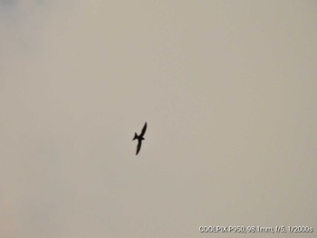 Pacific Swift Hachijojima Island Sat, 8/6/2022