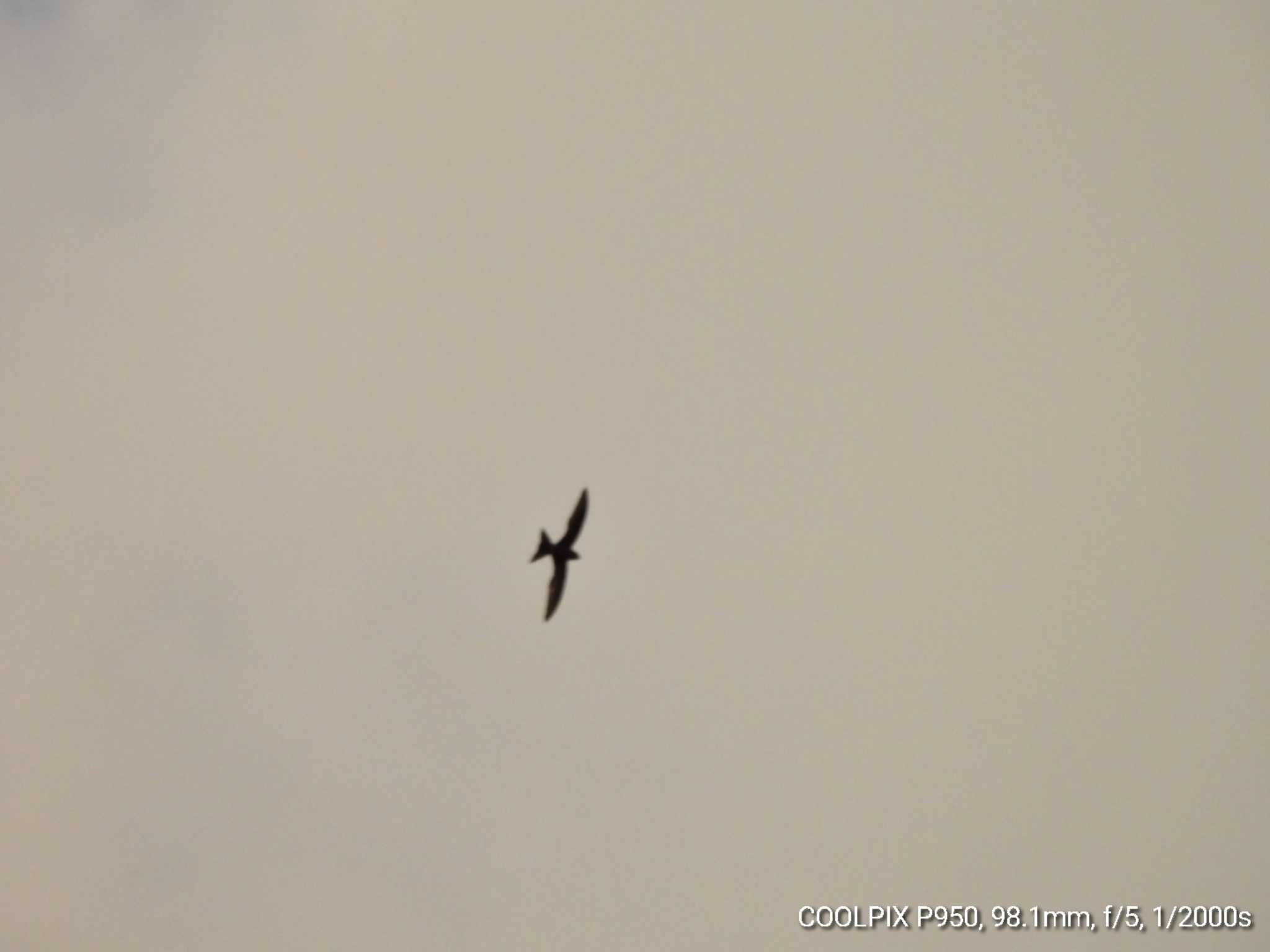 Photo of Pacific Swift at Hachijojima Island by NM🐥📷
