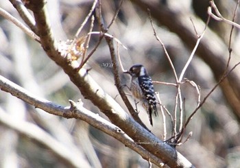 Japanese Pygmy Woodpecker 猪高緑地 Unknown Date