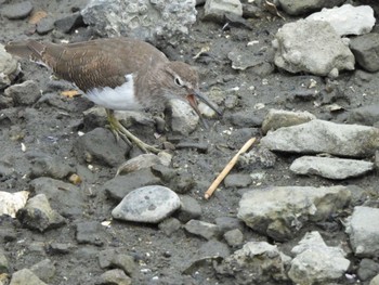 Common Sandpiper Tokyo Port Wild Bird Park Sun, 9/11/2022