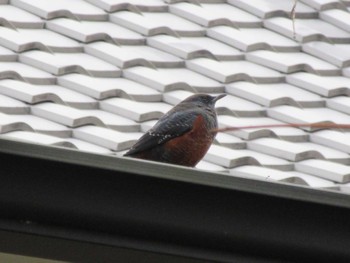 Blue Rock Thrush 銀閣寺 Thu, 11/25/2021