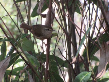 Japanese Bush Warbler Unknown Spots Thu, 3/24/2022