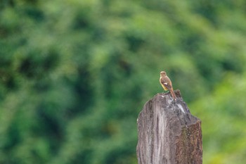 Daurian Redstart 都内市街地 Sat, 10/22/2022