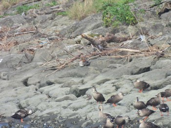 ウミアイサ 葛西海浜公園 2022年8月15日(月)