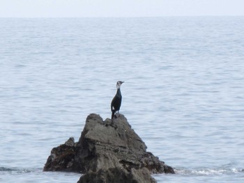 Japanese Cormorant 真鶴 Thu, 3/17/2022