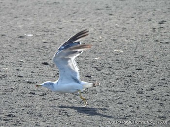 ウミネコ ふなばし三番瀬海浜公園 2022年8月1日(月)