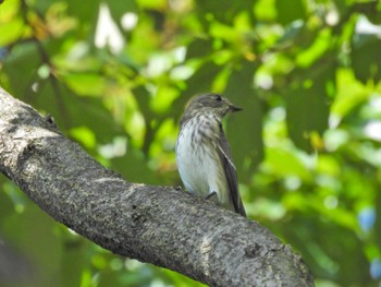 エゾビタキ 東京港野鳥公園 2022年9月21日(水)