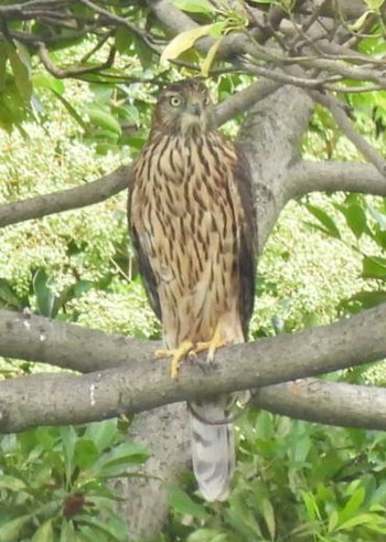 オオタカ 東京港野鳥公園 2022年9月11日(日)