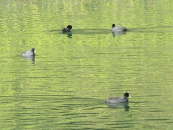 Eurasian Coot 桜田門 Mon, 2/3/2020