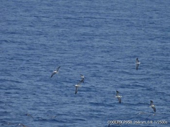 Streaked Shearwater  八丈島航路 Sun, 8/7/2022