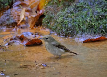 Narcissus Flycatcher 東京都立桜ヶ丘公園(聖蹟桜ヶ丘) Sat, 10/22/2022